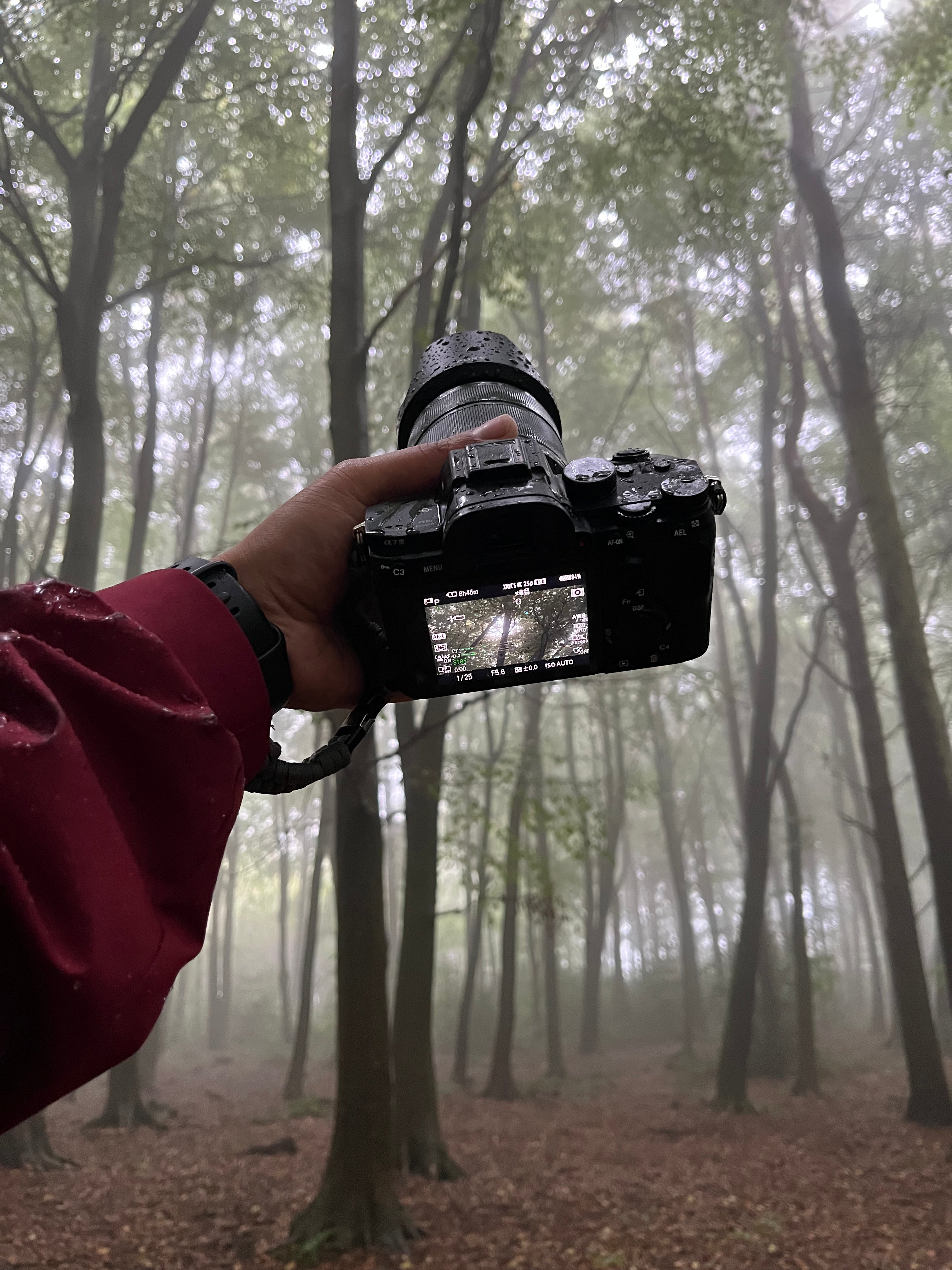 Camera shot in Forest